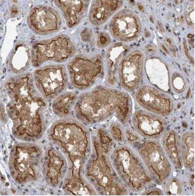 Immunohistochemistry: PAC2 Antibody [NBP2-30574]