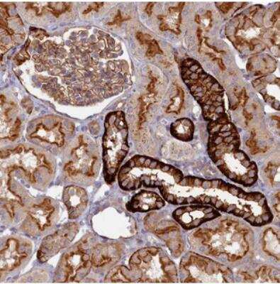 Immunohistochemistry: PAC2 Antibody [NBP2-30576]