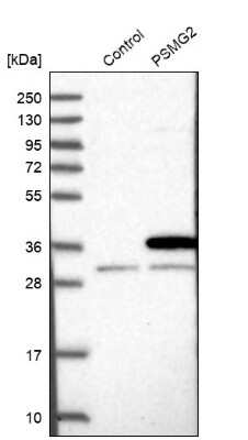 Western Blot: PAC2 Antibody [NBP2-30576]