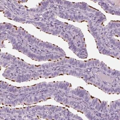Immunohistochemistry-Paraffin: PACRG Antibody [NBP2-55838]
