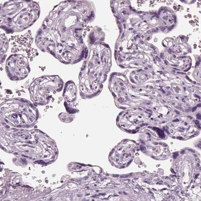 Immunohistochemistry-Paraffin: PACRG Antibody [NBP2-55838]