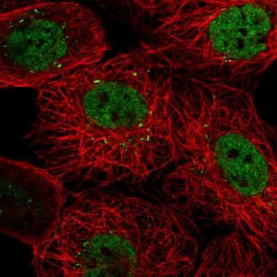 Immunocytochemistry/ Immunofluorescence: PACRGL Antibody [NBP2-56212]