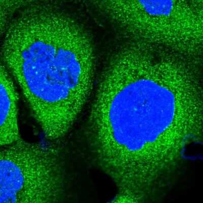 Immunocytochemistry/ Immunofluorescence: PACS1 Antibody [NBP1-90439]