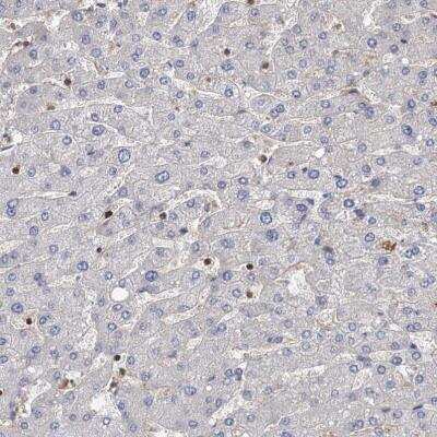 Immunohistochemistry-Paraffin: PACS1 Antibody [NBP1-90439]