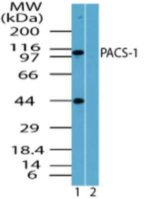 Western Blot: PACS1 Antibody [NBP2-24496]