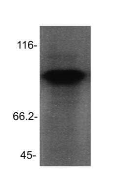 Western Blot: PACS1 Antibody [NBP2-24496]