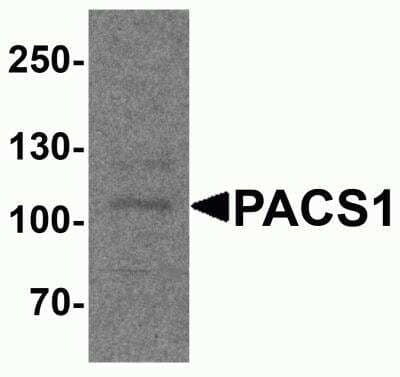 Western Blot: PACS1 AntibodyBSA Free [NBP2-81695]