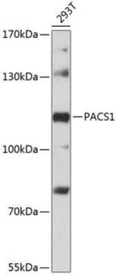 Western Blot: PACS1 AntibodyAzide and BSA Free [NBP2-93136]