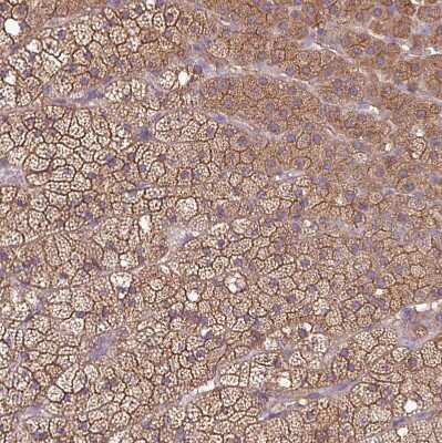Immunohistochemistry-Paraffin: PACSIN2 Antibody [NBP2-13723]
