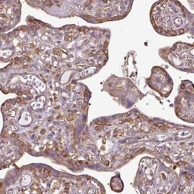 Immunohistochemistry-Paraffin: PACSIN2 Antibody [NBP2-13723]