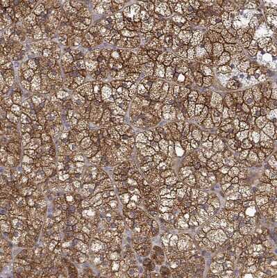 Immunohistochemistry-Paraffin: PACSIN2 Antibody [NBP2-56701]