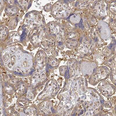 Immunohistochemistry-Paraffin: PACSIN2 Antibody [NBP2-56701]