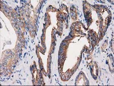 Immunohistochemistry-Paraffin: PACSIN3 Antibody (OTI4F8) [NBP2-03475]