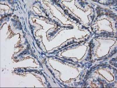Immunohistochemistry-Paraffin: PACSIN3 Antibody (OTI4F8) [NBP2-03475]
