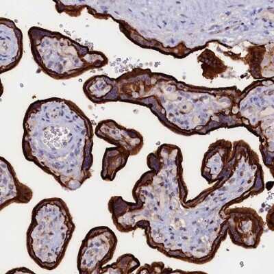 Immunohistochemistry-Paraffin: PACSIN3 Antibody [NBP2-48707]