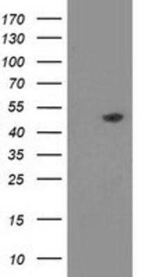 Western Blot: PACSIN3 Antibody (OTI4F8)Azide and BSA Free [NBP2-73221]