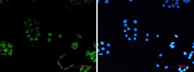 Immunocytochemistry/ Immunofluorescence: PACSIN3 Antibody (S04-1F1) [NBP3-19817]
