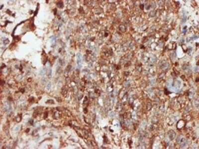 Immunohistochemistry-Paraffin: PACT Antibody (1B9-1A7) [H00008575-M01]