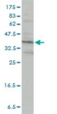 Western Blot: PACT Antibody (1B9-1A7) [H00008575-M01]