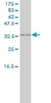 Western Blot: PACT Antibody (1B9-1A7) [H00008575-M01]