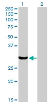 Western Blot: PACT Antibody (1B9-1A7) [H00008575-M01]