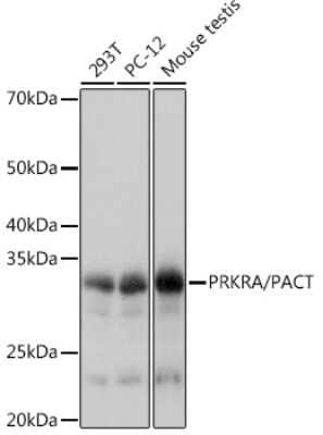 Western Blot: PACT Antibody (2W2E10) [NBP3-16701]