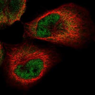 Immunocytochemistry/ Immunofluorescence: PACT Antibody [NBP2-55123]