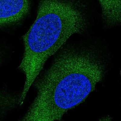Immunocytochemistry/ Immunofluorescence: PACT Antibody [NBP2-55124]