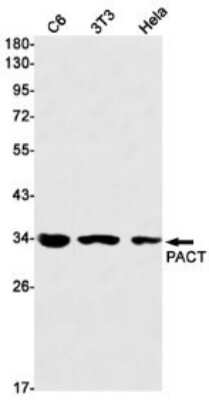 Western Blot: PACT Antibody (S04-8F7) [NBP3-15072]