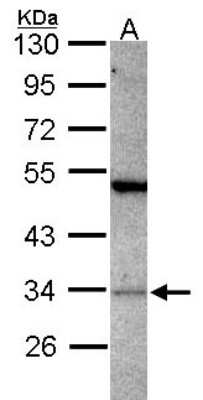 Western Blot: PACT Antibody [NBP2-19674]