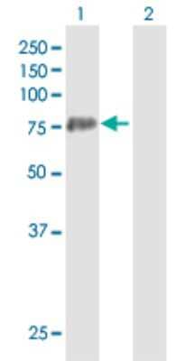 Western Blot: PAD3 Antibody [H00051702-B01P]