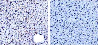 Immunohistochemistry: PADI4 Antibody - BSA Free [NBP1-97309]