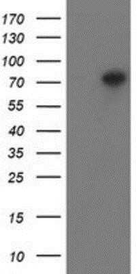 Western Blot: PADI4 Antibody (OTI4H5)Azide and BSA Free [NBP2-73226]