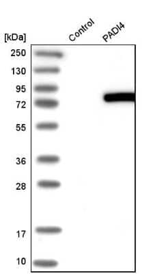 Western Blot: PADI4 Antibody [NBP1-87353]
