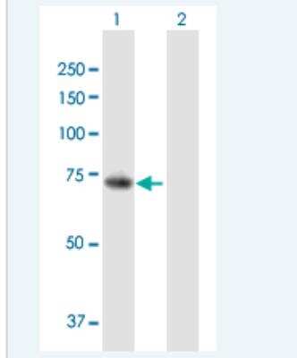 Western Blot: PADI6 Antibody [H00353238-B01P-50ug]