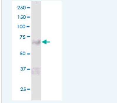 Western Blot: PADI6 Antibody [H00353238-B01P-50ug]