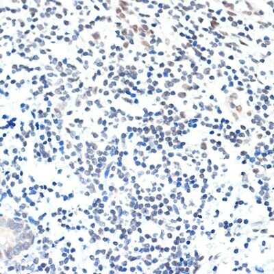 Immunohistochemistry-Paraffin: PAF1 Antibody (3U5C4) [NBP3-16185]