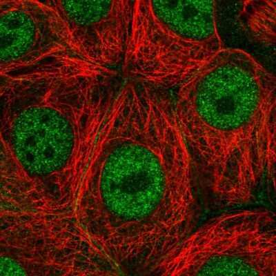 Immunocytochemistry/ Immunofluorescence: PAF1 Antibody [NBP2-54958]