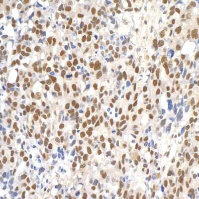 Immunohistochemistry-Paraffin: PAF1 Antibody [NB600-274]