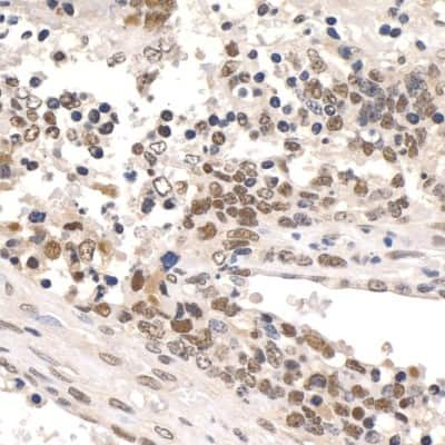 Immunohistochemistry-Paraffin: PAF1 Antibody [NB600-274]