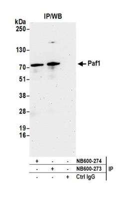 Immunoprecipitation: PAF1 Antibody [NB600-273]