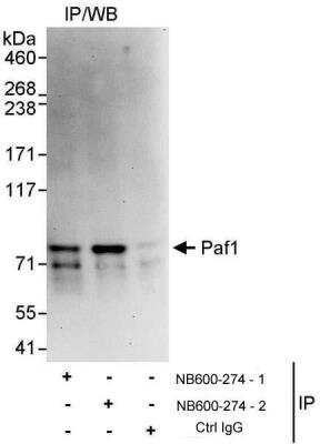 Immunoprecipitation: PAF1 Antibody [NB600-274]