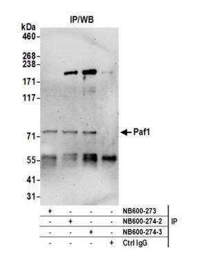 Immunoprecipitation: PAF1 Antibody [NB600-274]