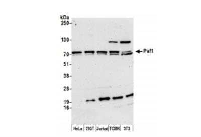 Western Blot: PAF1 Antibody [NB600-273]