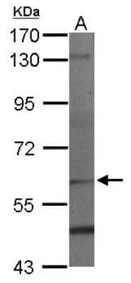 Western Blot: PAF1 Antibody [NBP2-19675]