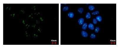 Immunocytochemistry/ Immunofluorescence: PAF49 Antibody (635) [NBP2-43633]