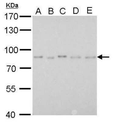 Western Blot: PAF49 Antibody (635) [NBP2-43633]