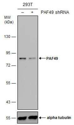 Western Blot: PAF49 Antibody (635) [NBP2-43633]