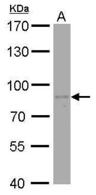 Western Blot: PAF49 Antibody (7212) [NBP2-43592]