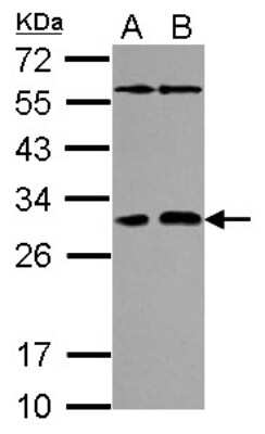 Western Blot: PAFAH1B2 Antibody [NBP2-19677]